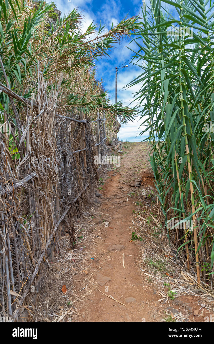 Küsten Wanderweg von Santana, Sao Jorge, Madeira Stockfoto