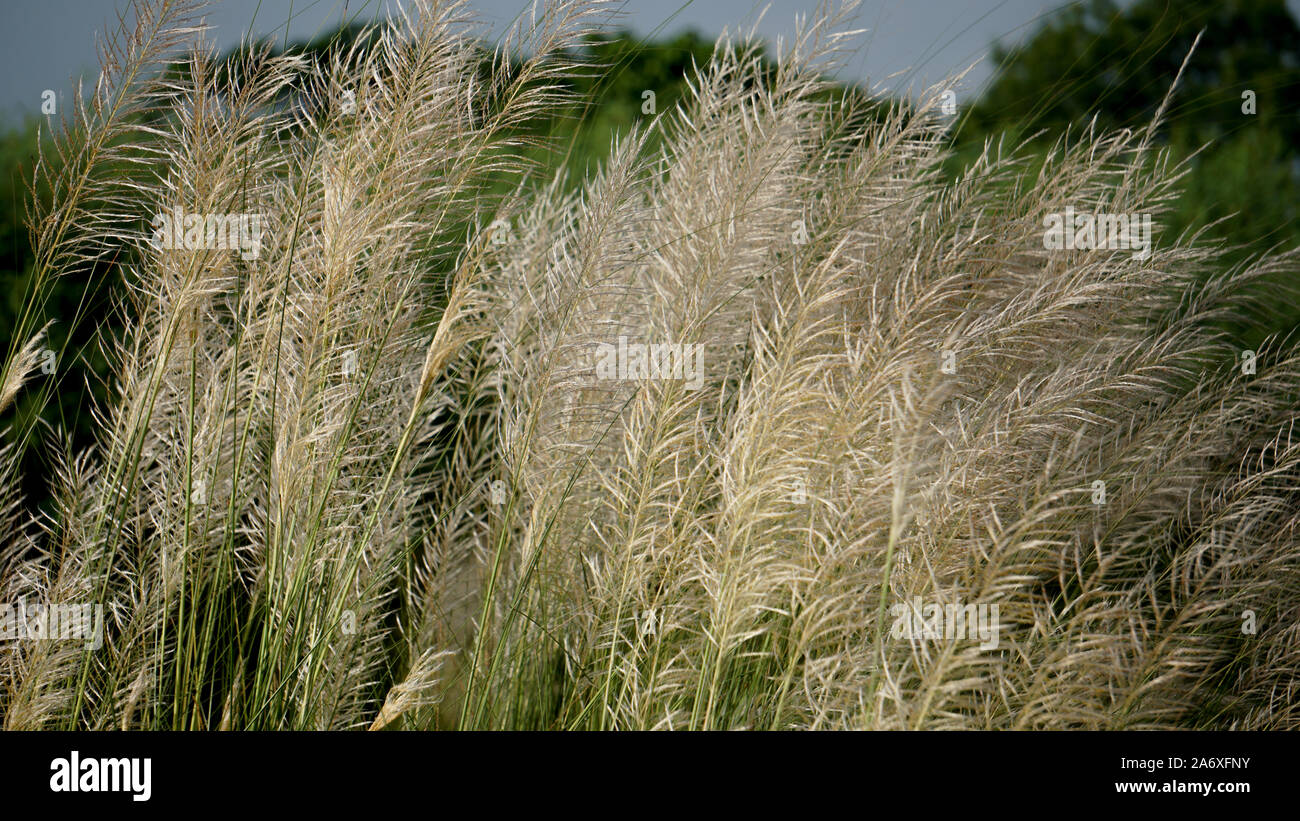 Bengali: Kashful. Common Name: Wild Zuckerrohr. Botanischer Name: Saccharum spontaneum. Kans Gras ist eine mehrjährige Gras native auf dem indischen Subkontinent Stockfoto