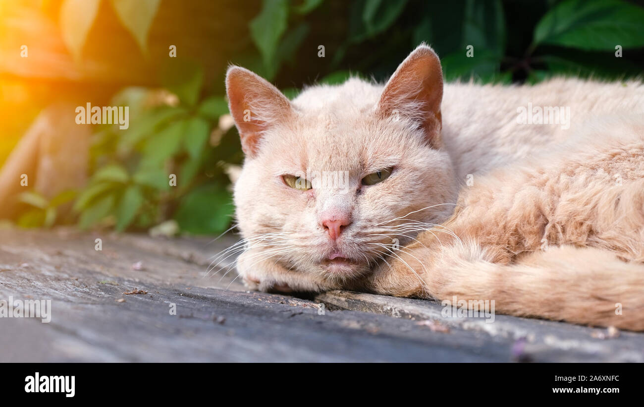Porträt eines traurigen streunende Katze Stockfoto