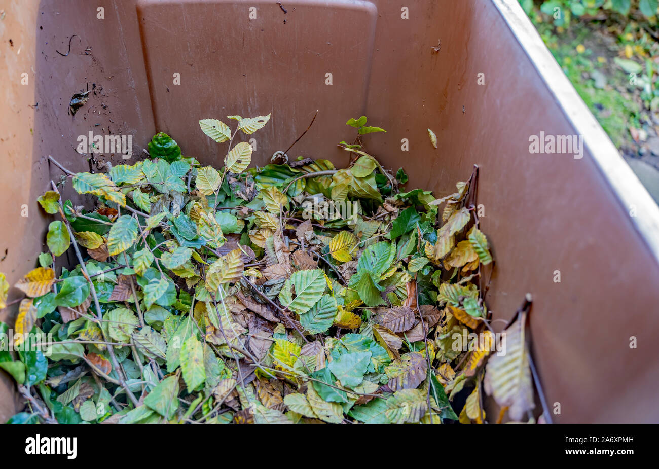 Buche hedge Clippings in einem braunen Gartenarbeit bin Stockfoto