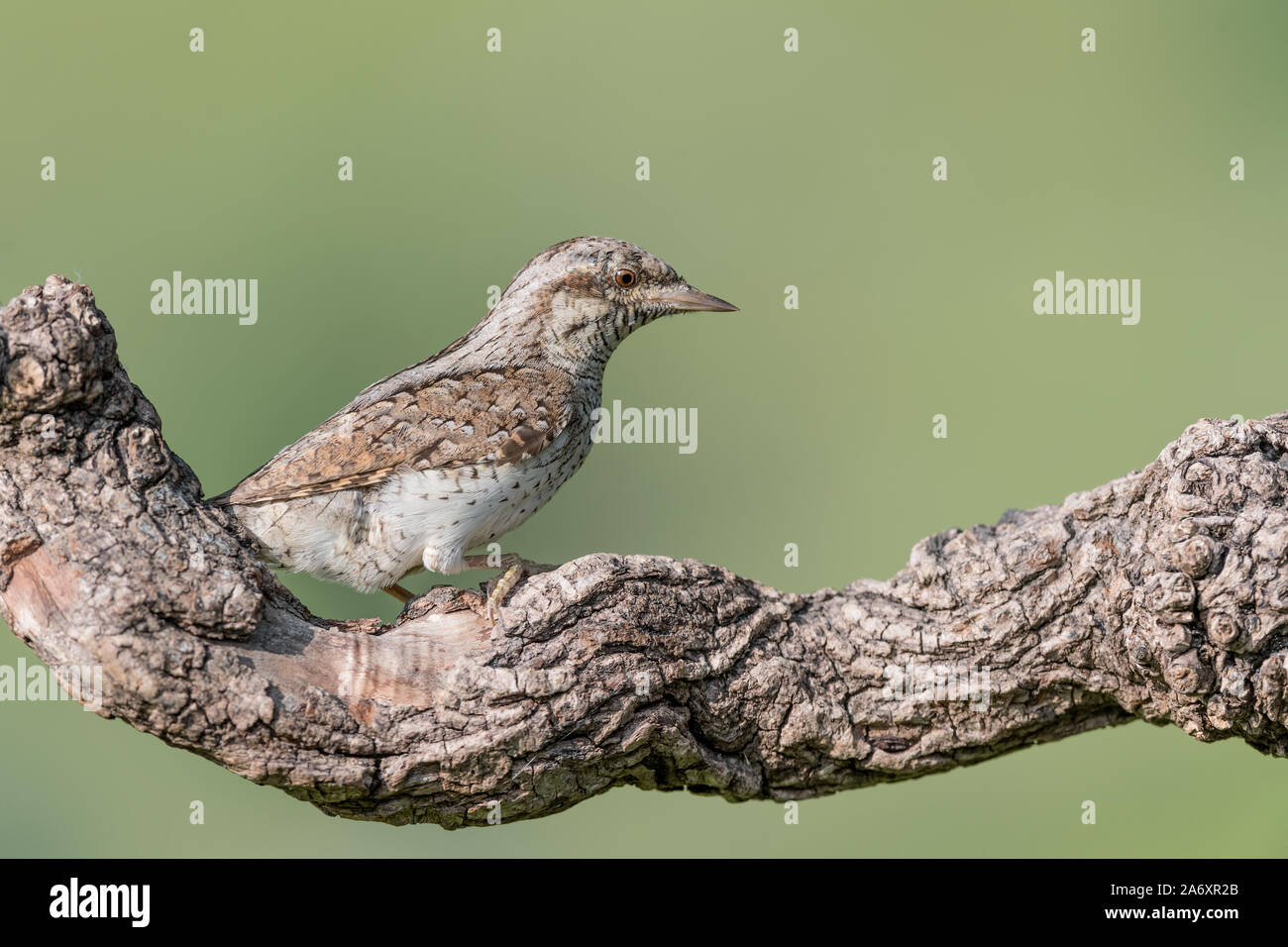 Eine seltsame Specht, der Eurasischen Wendehals (Jynx torquilla) Stockfoto