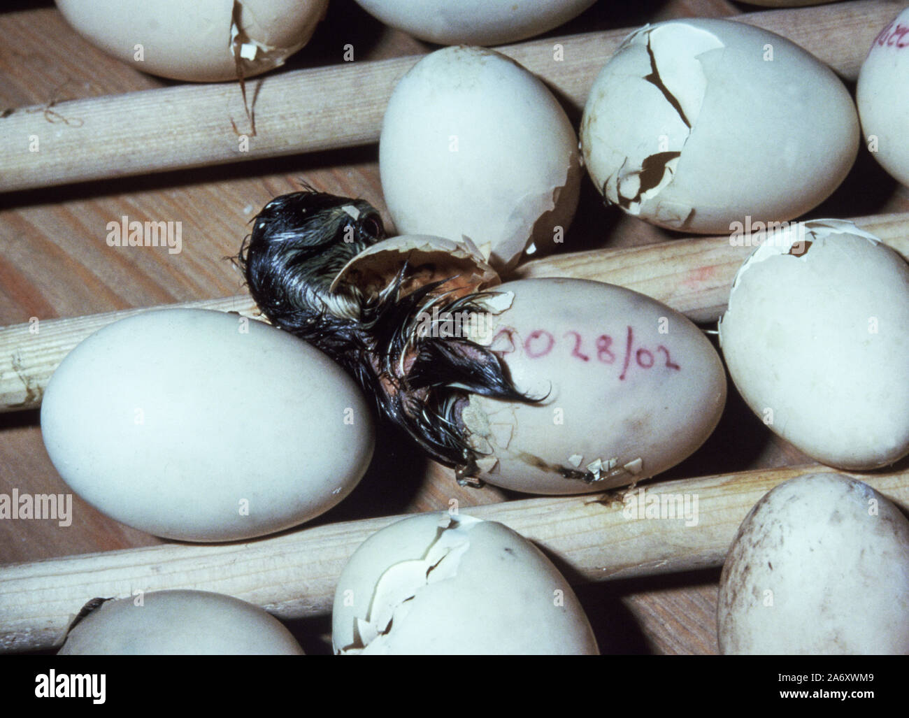 Carolina oder Nordamerikanischen Holz Ente' Aix sponsa'. Entlein, die sich aus dem Ei. Wildfowl & Wetlands Trust. Washington. Tyne and Wear. England. Stockfoto