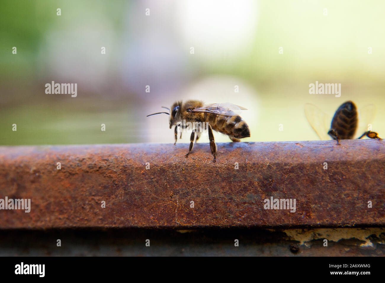 Makroaufnahme der Biene auf die Brown vintage Fass mit Wasser an heißen Sommertagen. Stockfoto