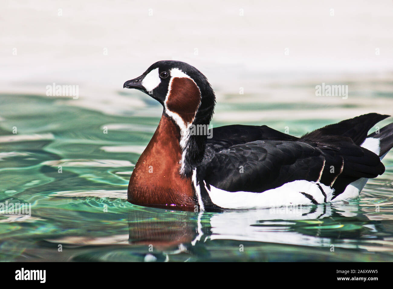 Rot - Branta ruficollis brested Gans' 'Erwachsenen im Wildfowl & Wetlands Trust. Washington. Tyne and Wear. England. Stockfoto