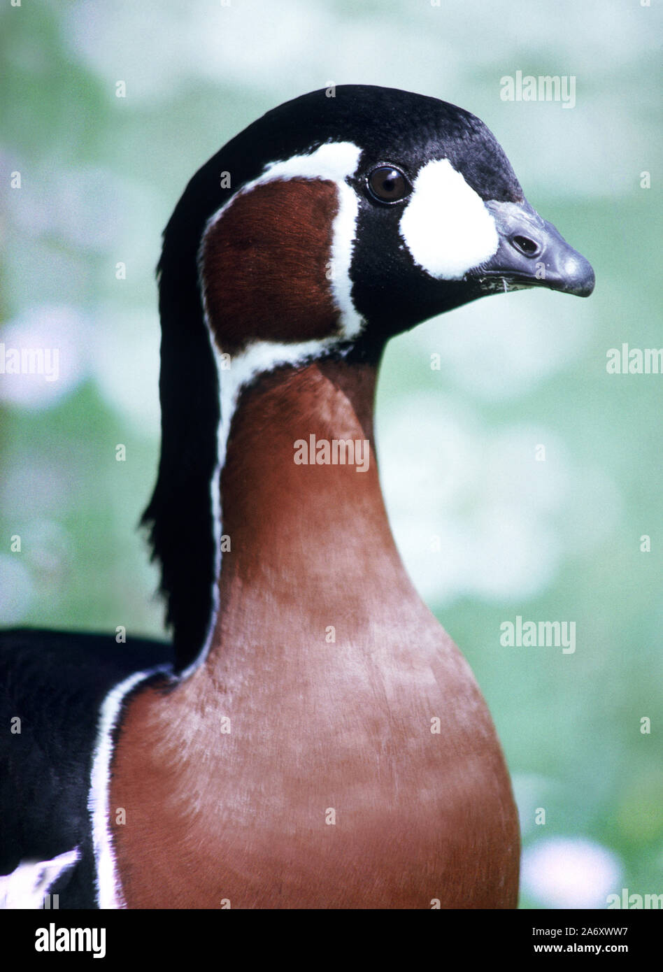 Rot - Branta ruficollis brested Gans' 'Erwachsenen im Wildfowl & Wetlands Trust. Washington. Tyne & Wear. England. Stockfoto