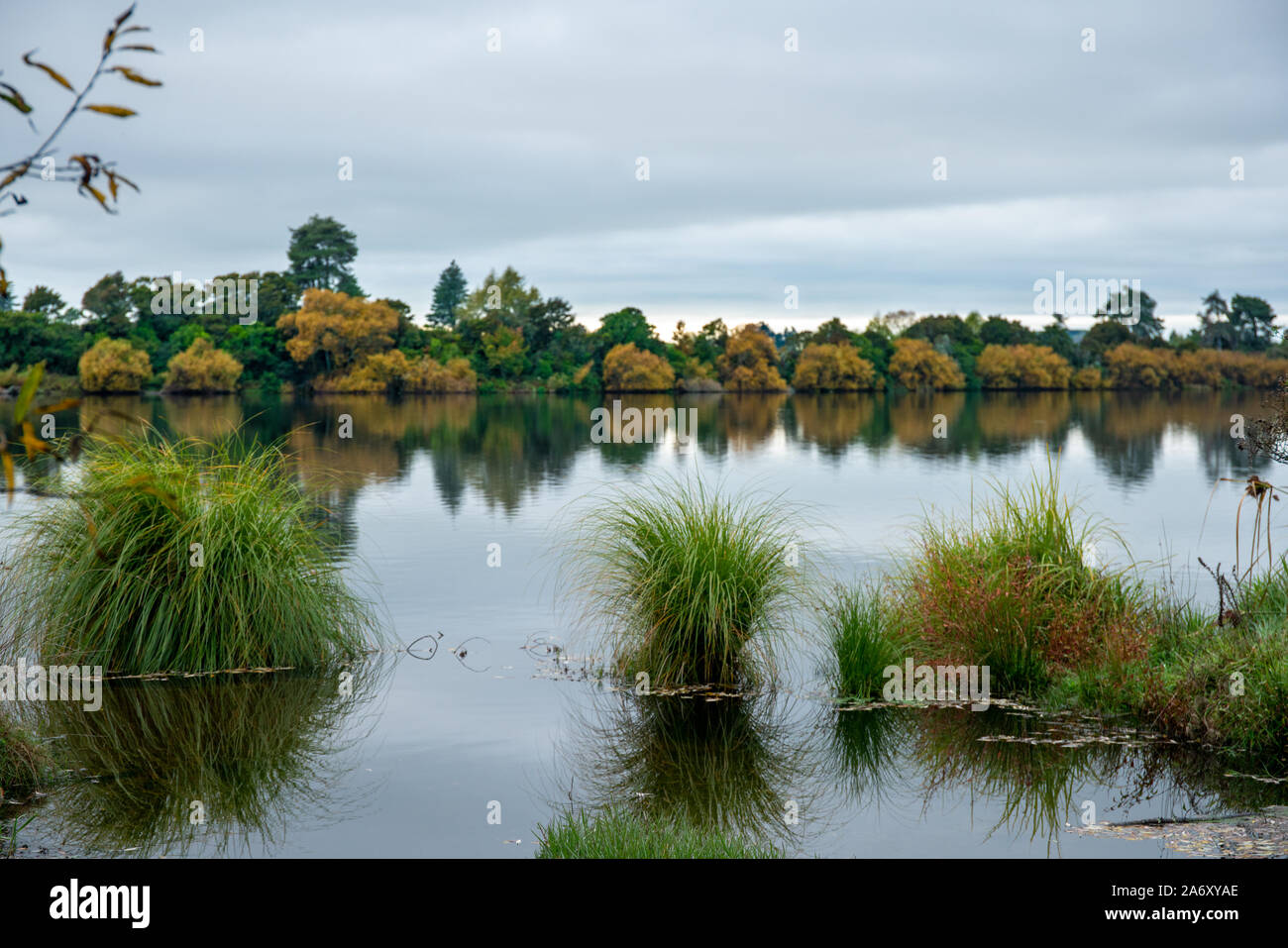 Ruhigen See finden mit Spiegelungen der Bäume und Gräser im Wasser wachsenden Stockfoto
