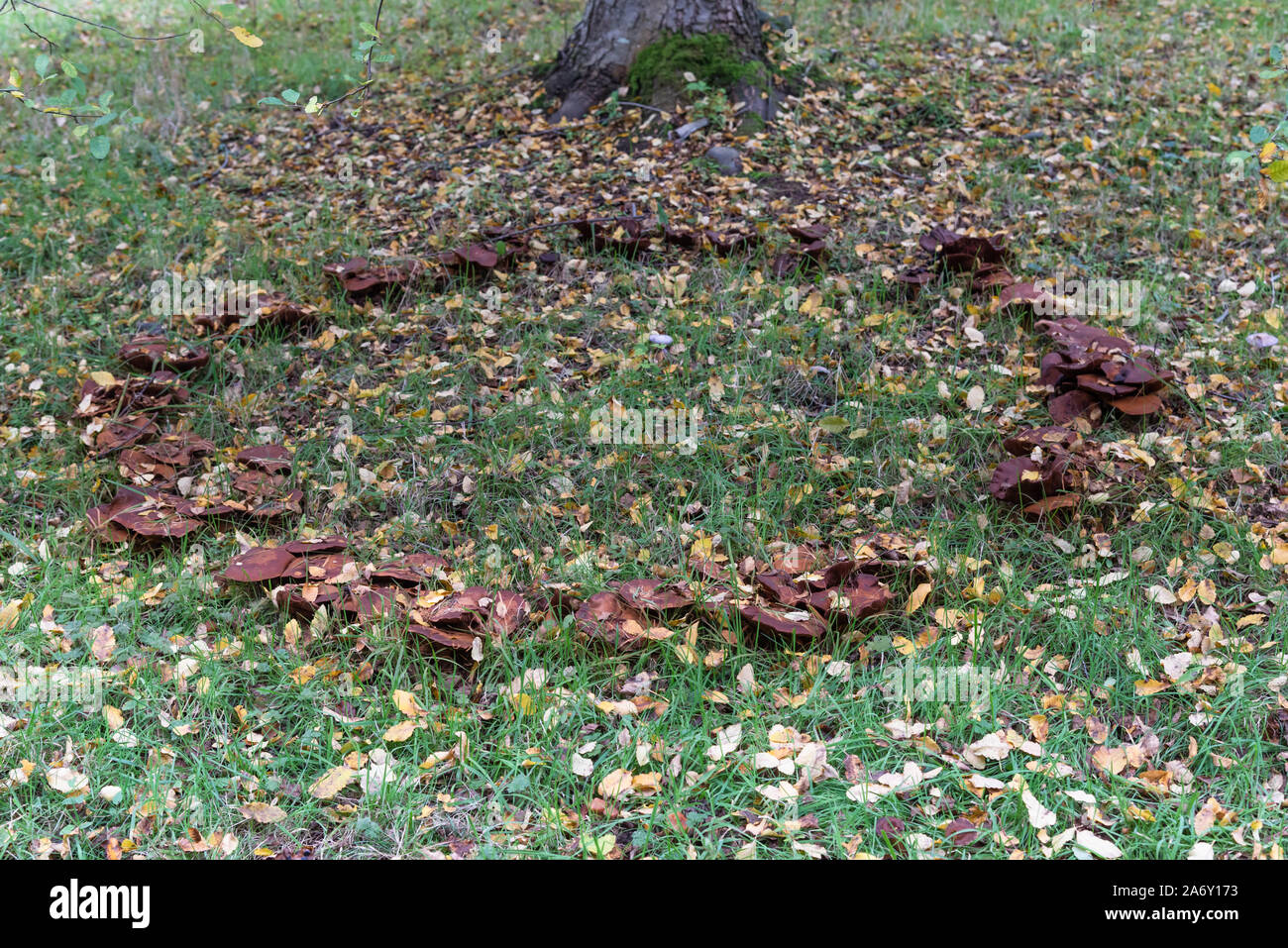 Pilz Fairy ring Stockfoto
