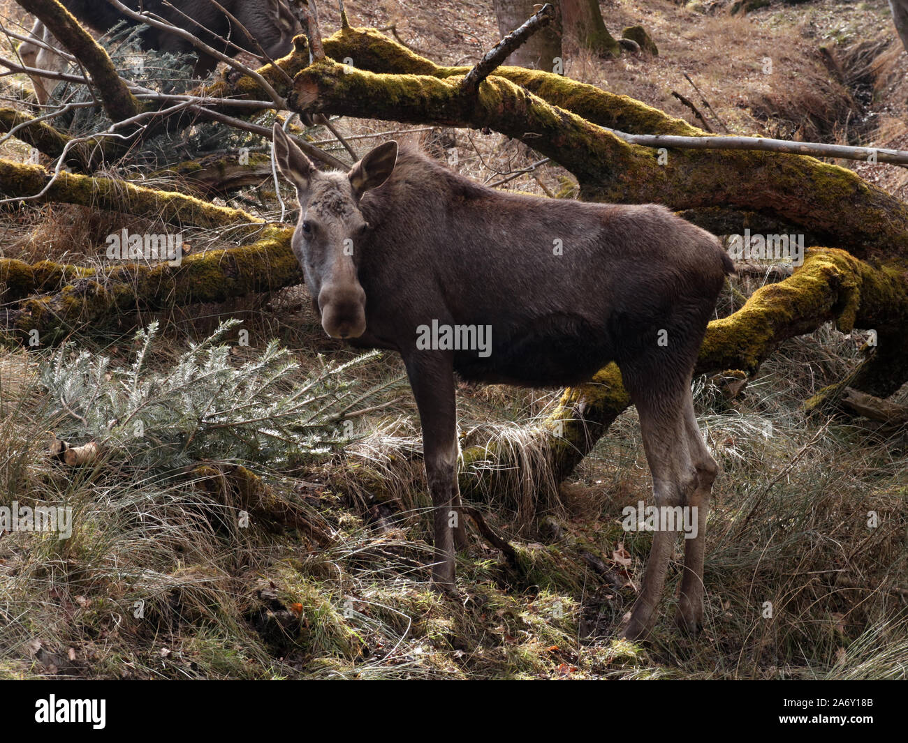 Elch Kalb Filialen Essen Stockfoto