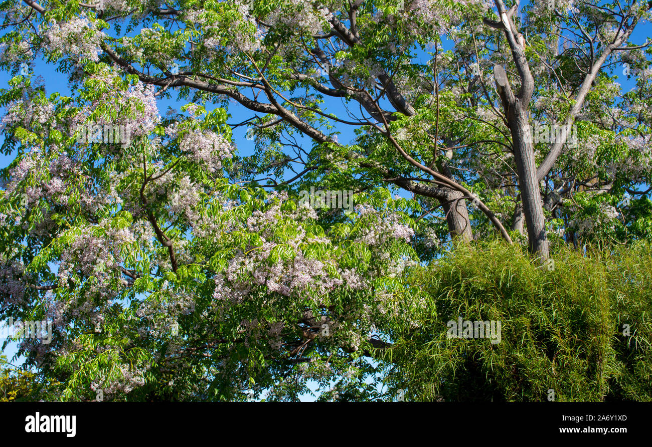 Hübsche Blumen von White Cedar wissenschaftlicher Name Melia azedarach als persischer Flieder, Sonnenschirm und Chinaberry tree bekannt fügen Farbe und dekorativen Interesse. Stockfoto