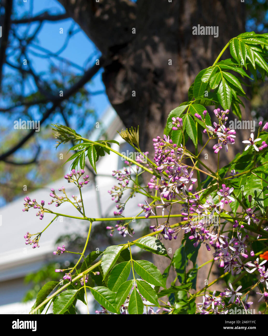 Hübsche Blumen von White Cedar wissenschaftlicher Name Melia azedarach als persischer Flieder, Sonnenschirm und Chinaberry tree bekannt fügen Farbe und dekorativen Interesse. Stockfoto