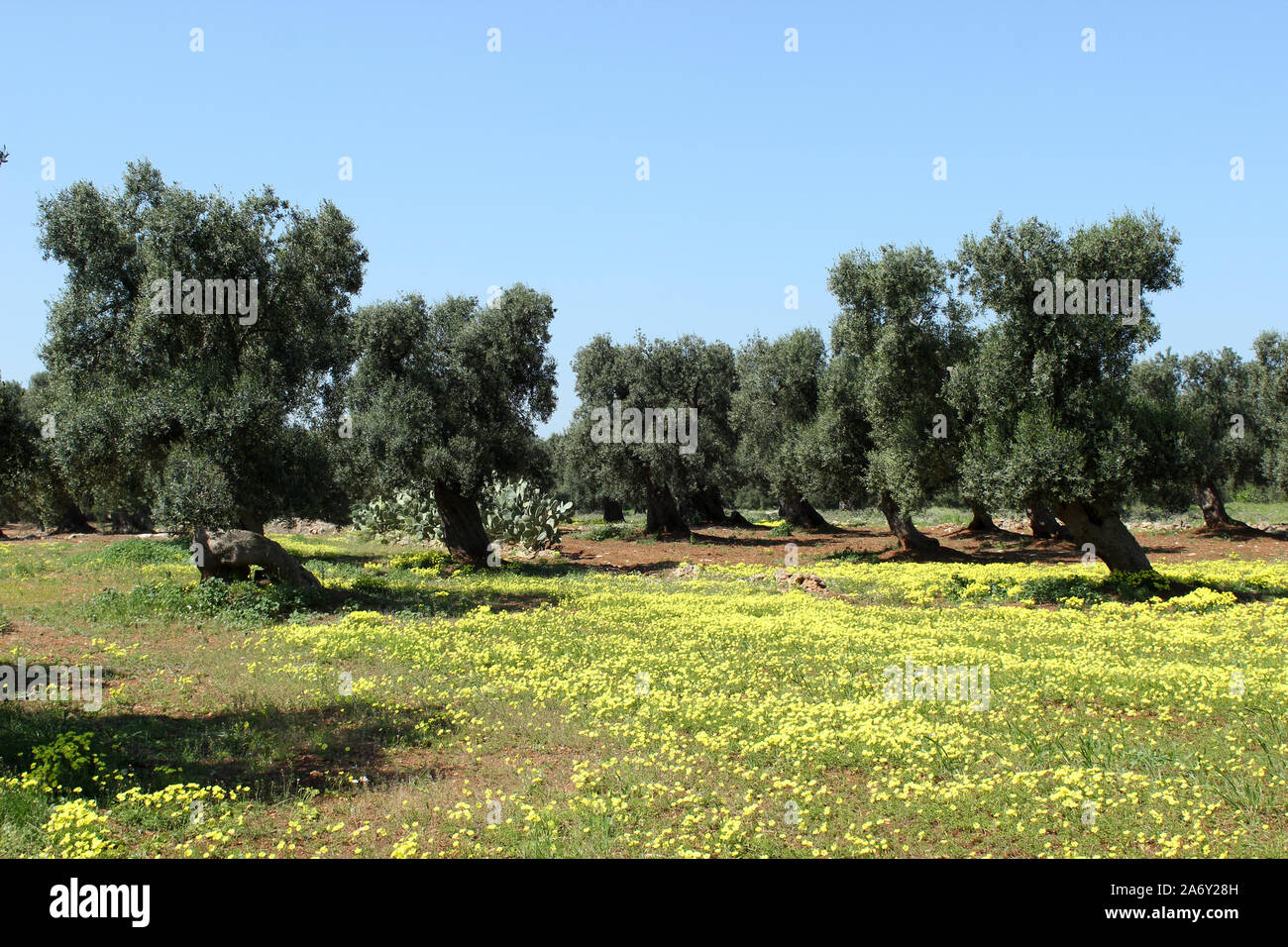 Italien, Apulien, jahrhundertealten Olivenbaum Stockfoto