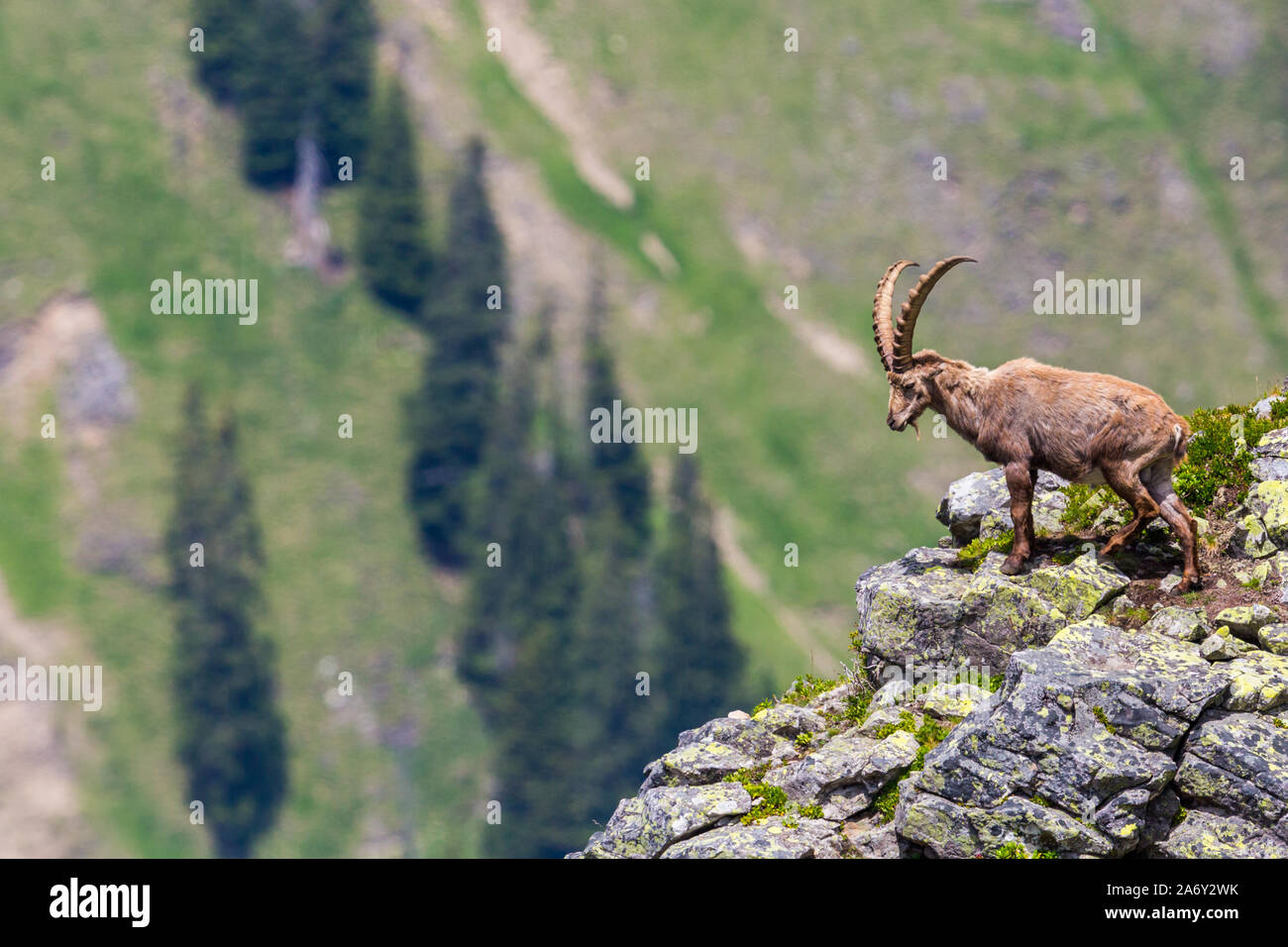 Männliche natürliche Alpensteinbock Steinbock stehend auf Felsen am Steilhang Stockfoto