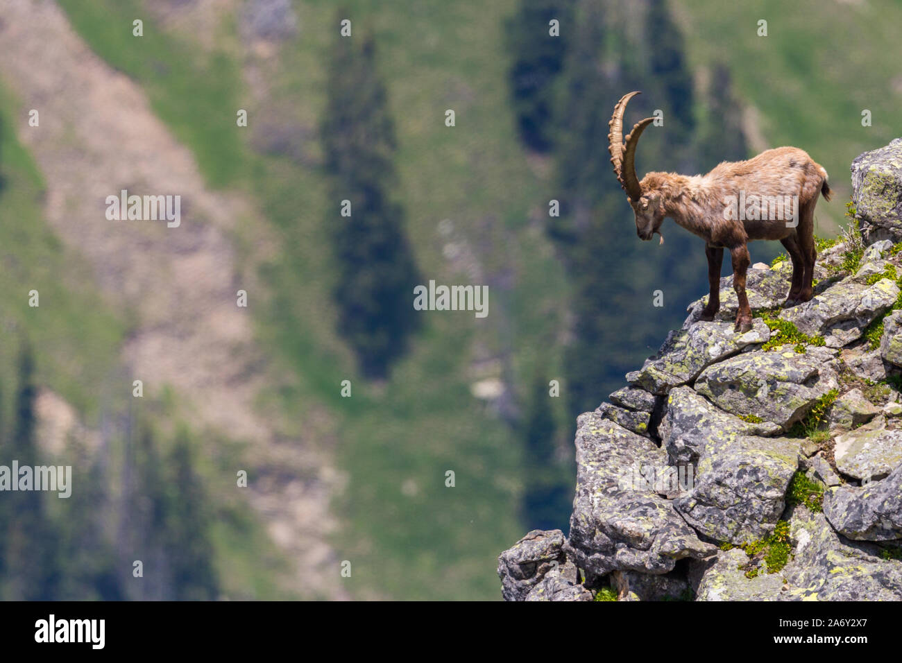 Männliche natürliche Alpensteinbock Steinbock stehend an Scarp Stockfoto