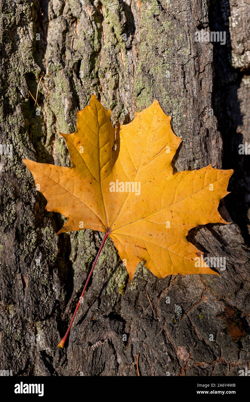 Gelbe maple leaf auf Baumstamm, Herbst Konzept Stockfoto