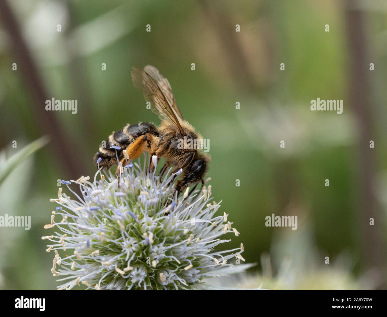 Eine Nahaufnahme einer Honigbiene Fütterung auf ein Erygynum flowerhead Stockfoto