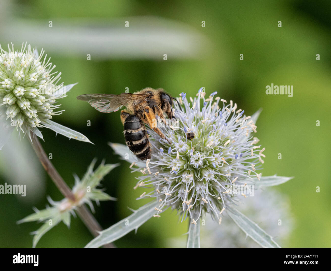 Eine Nahaufnahme einer Honigbiene Fütterung auf ein Erygynum flowerhead Stockfoto