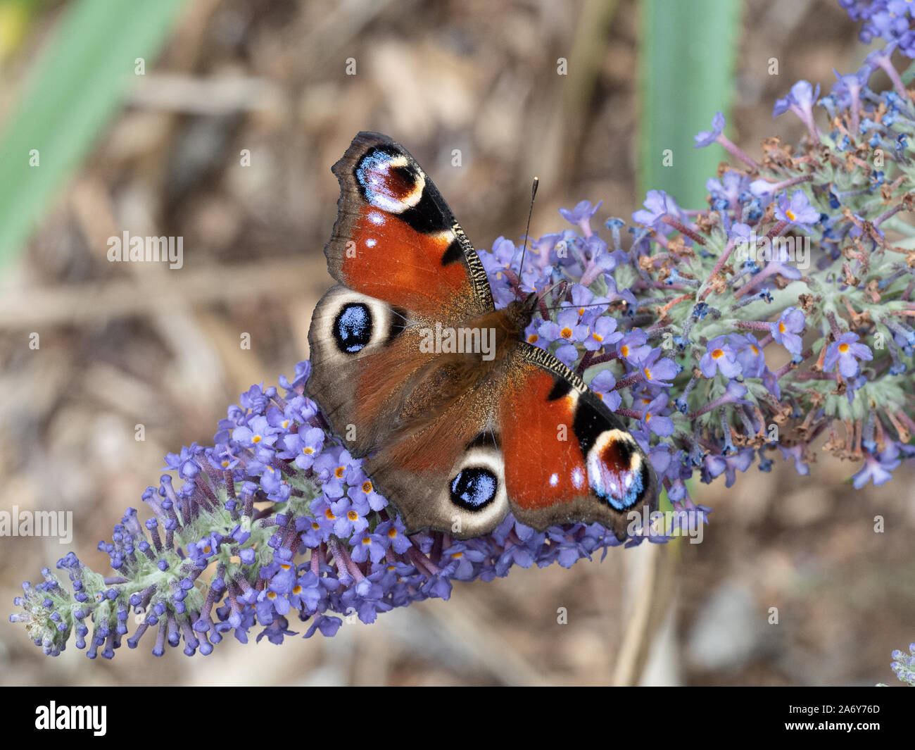 Eine Nahaufnahme eines Tagpfauenauges Flügel öffnen Fütterung auf einen sommerflieder Blume Stockfoto