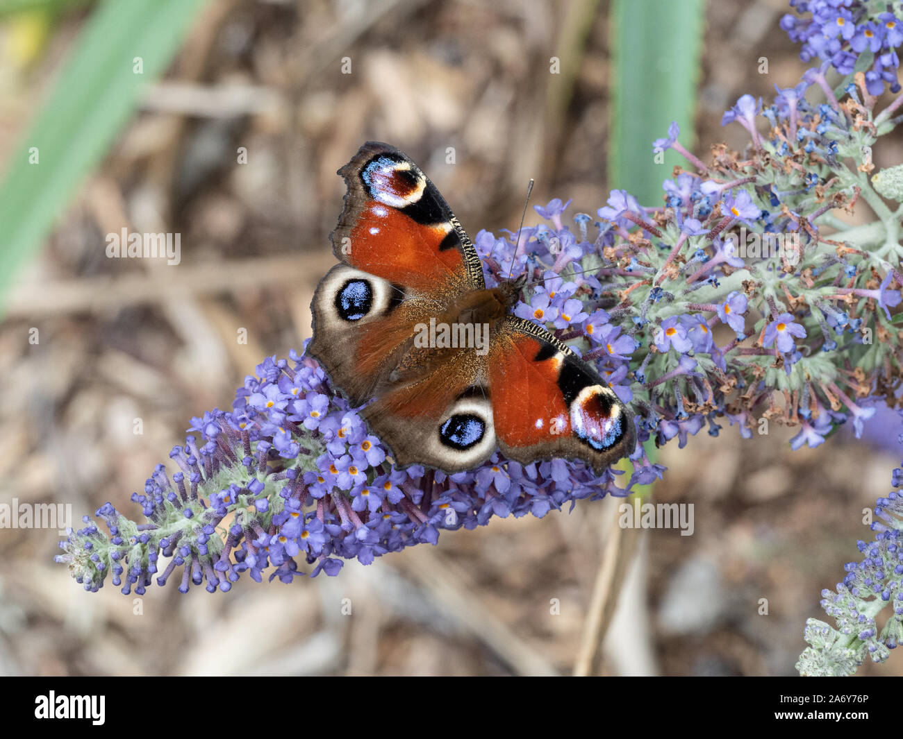 Eine Nahaufnahme eines Tagpfauenauges Flügel öffnen Fütterung auf einen sommerflieder Blume Stockfoto