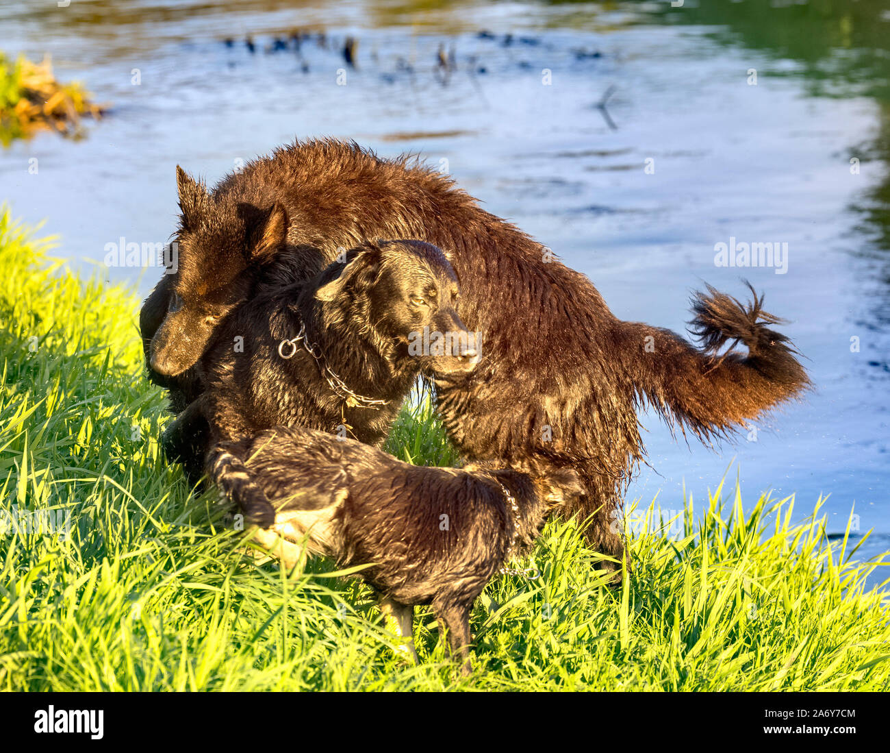 Zwei schwarze Schäferhunde spielen auf River Bank Stockfoto