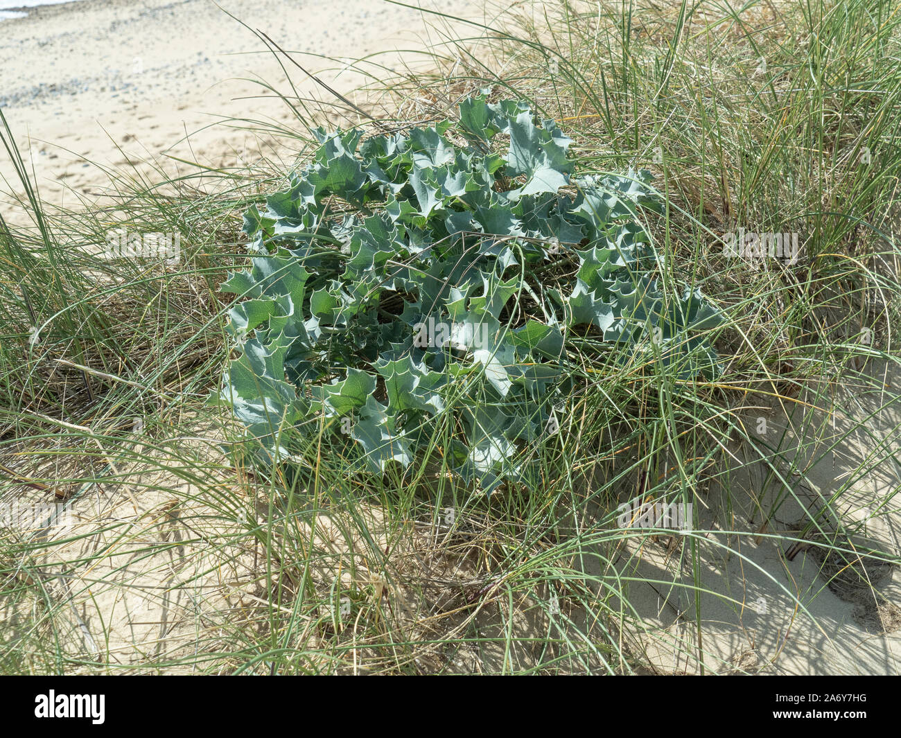 Ein Single Sea Holly (Eryngium maritimum) Pflanze wächst auf einer Sanddüne Stockfoto