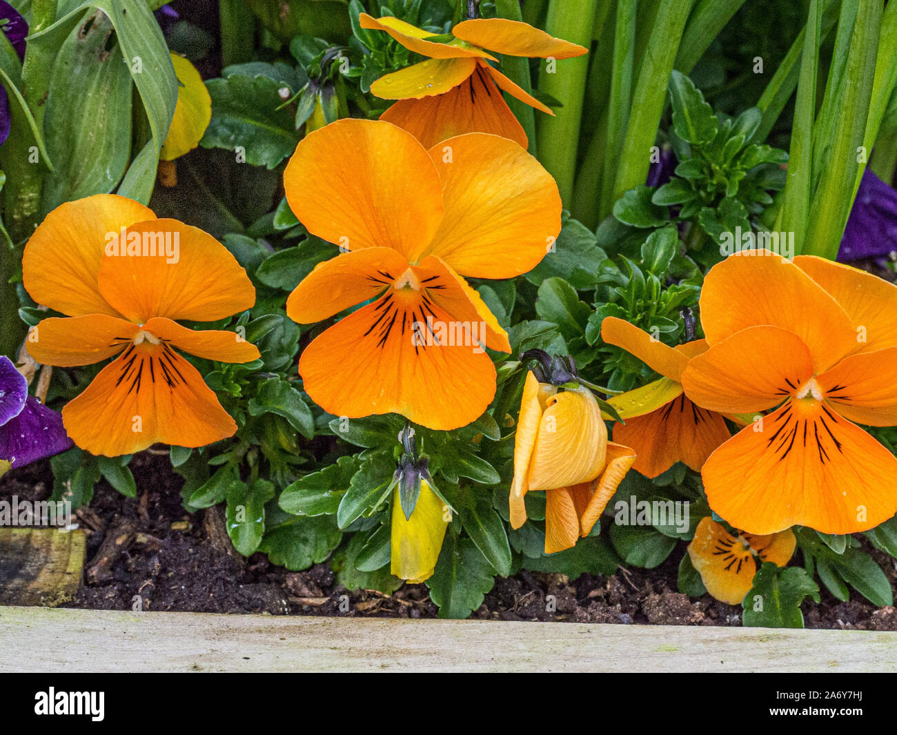 Eine Gruppe der orangen Blüten von Viola Sorbet Halloween Mix Stockfoto