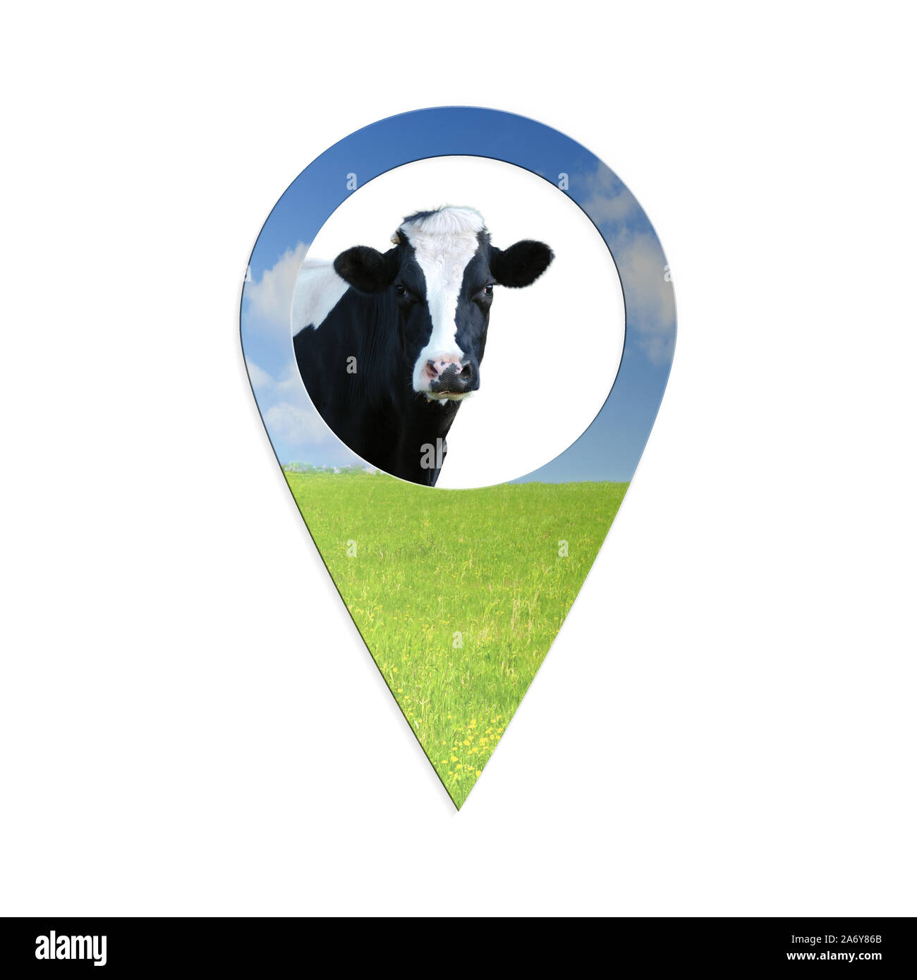 Kuh suchen Punkt auf weißem Hintergrund_geo Pin mit Kuh isoliert Stockfoto