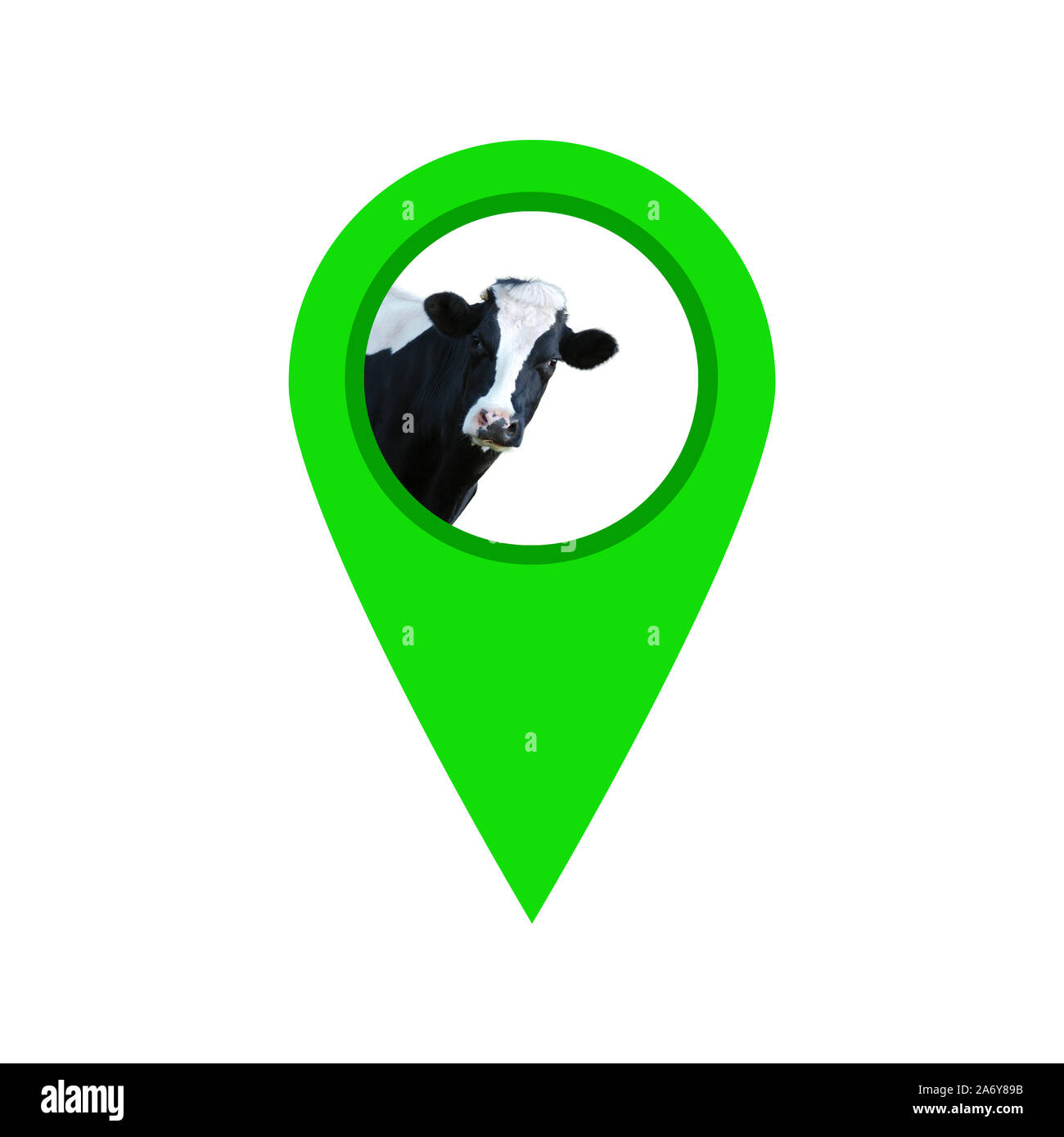 Kuh suchen Punkt auf weißem Hintergrund geo Pin mit Kuh isoliert Stockfoto