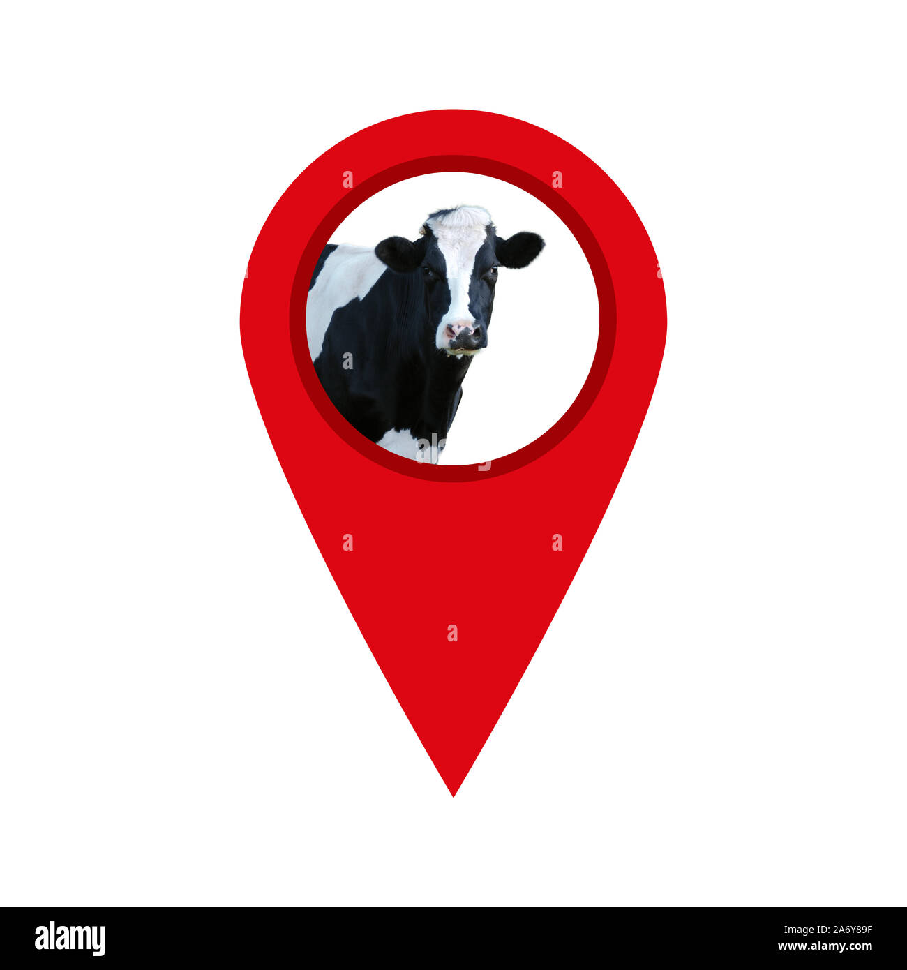 Kuh suchen Punkt auf weißem Hintergrund geo Pin mit Kuh isoliert Stockfoto