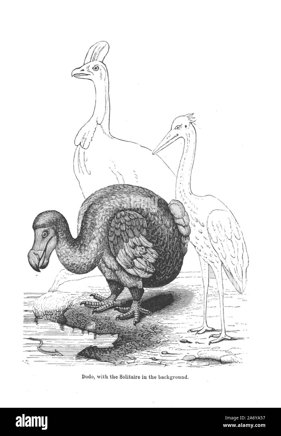 Jahrgang Illustration einer ausgestorbenen Tier Stockfoto