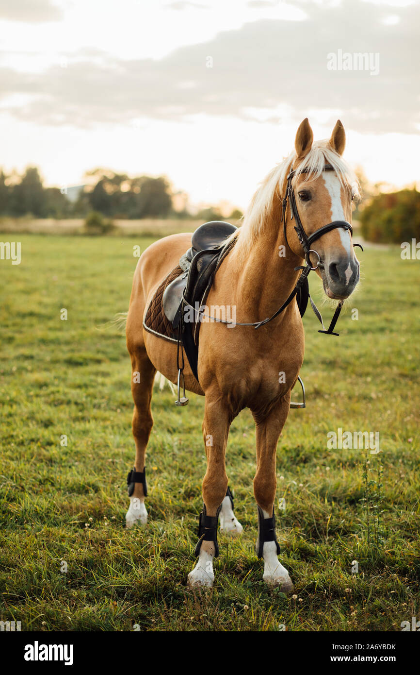 Porträt eines braunen Pferdes. Pferde auf der Ranch. Stockfoto