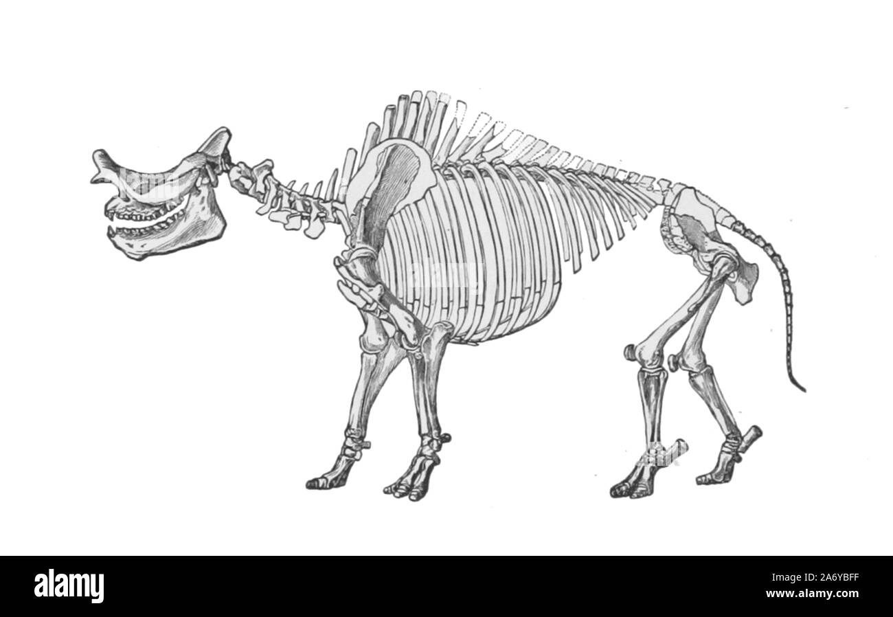Jahrgang Illustration einer ausgestorbenen Tier Stockfoto