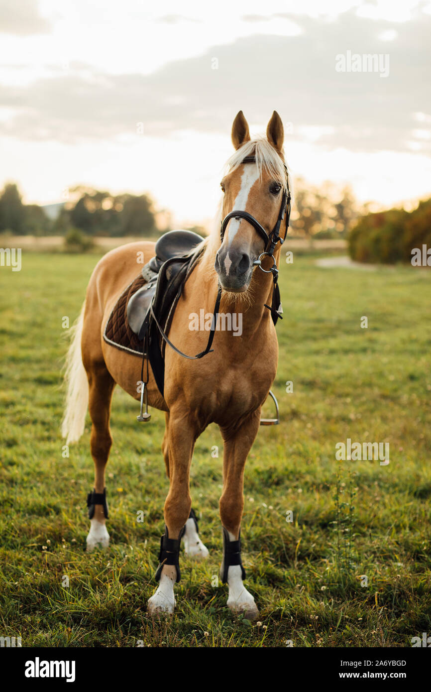 Porträt eines braunen Pferdes. Pferde auf der Ranch. Stockfoto