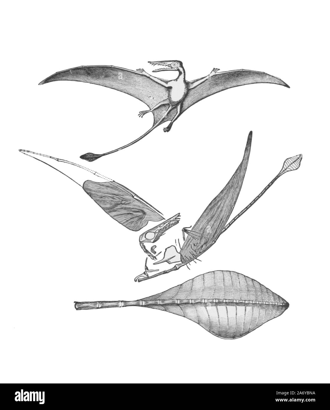 Jahrgang Illustration einer ausgestorbenen Tier Stockfoto