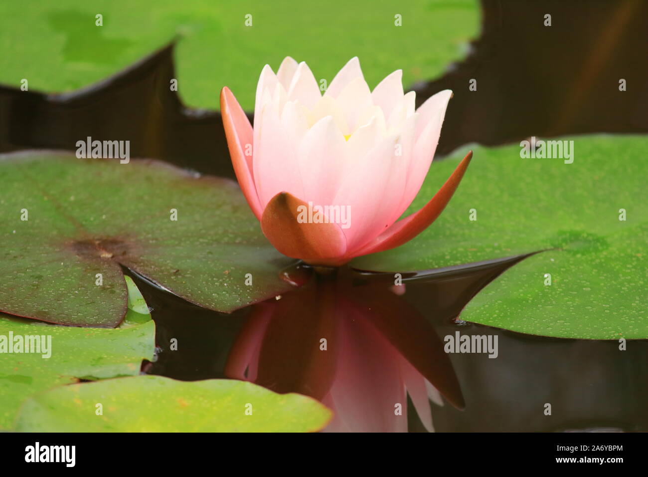 Rosa Seerose im Garten Stockfoto