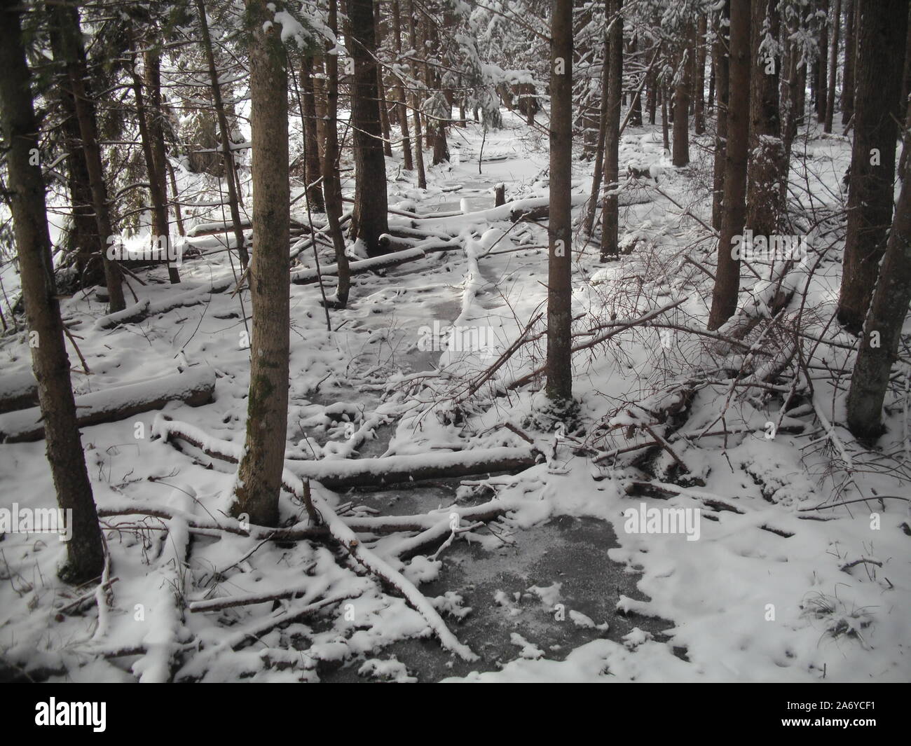 Marschland im Winter, vereisten Bach, gefallene Äste, wildes unbehandeltes Gebiet. Stockfoto