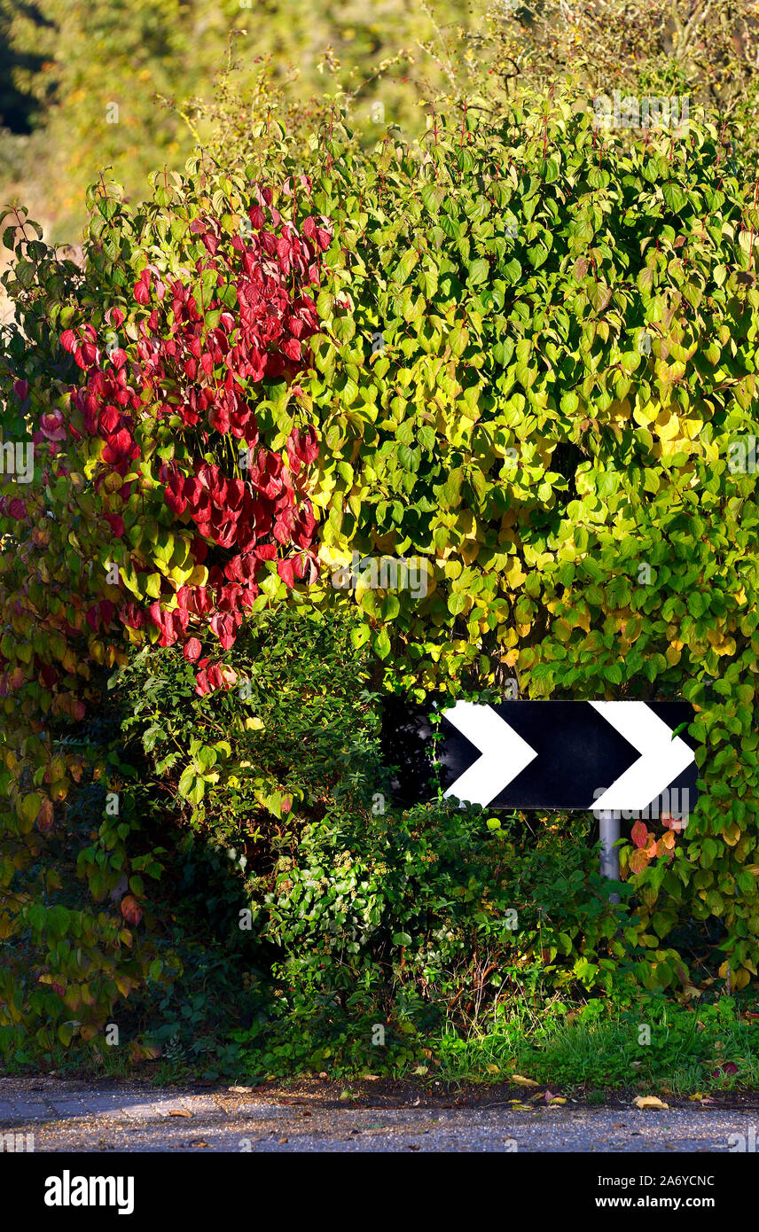 Beschilderung in einem farbenfrohen Herbst hedge-Harfe Abweichung in Richtung - Chevron Markierungen 'lose Dorf, Maidstone, Kent, Großbritannien. Stockfoto