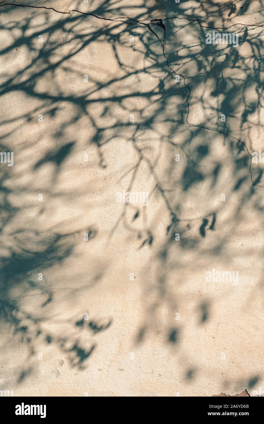 Treetop Schatten auf Risse in der Wand, abstrakten Hintergrund Stockfoto