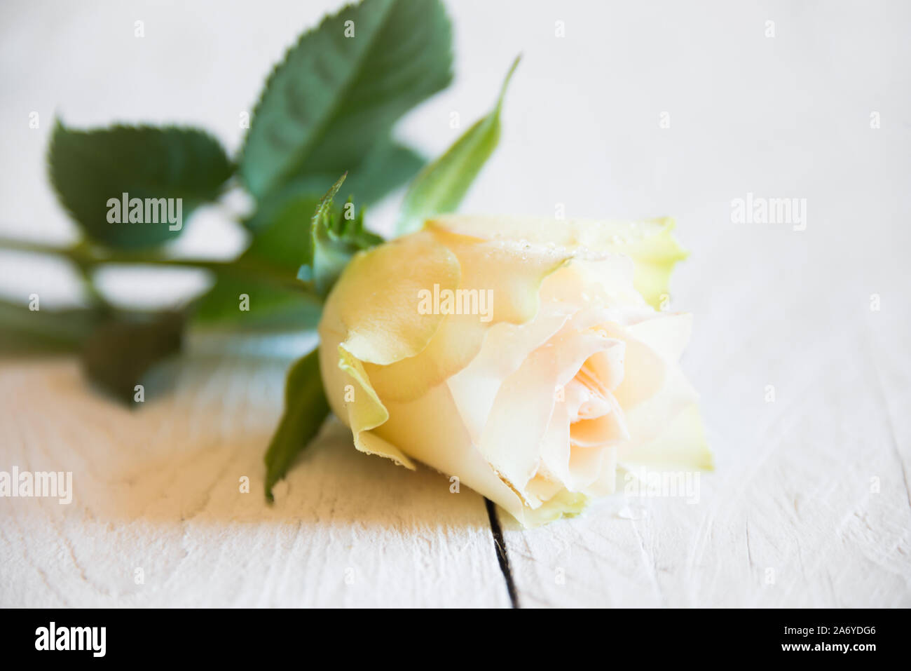 Einen Strauß mit frischen weißen Rosen auf weiß Holz Stockfoto