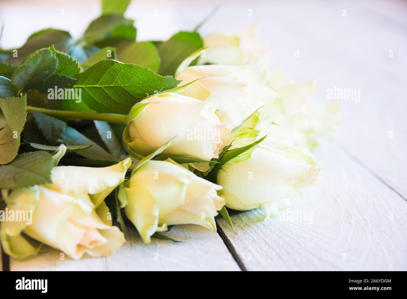 Einen Strauß mit frischen weißen Rosen auf weiß Holz Stockfoto