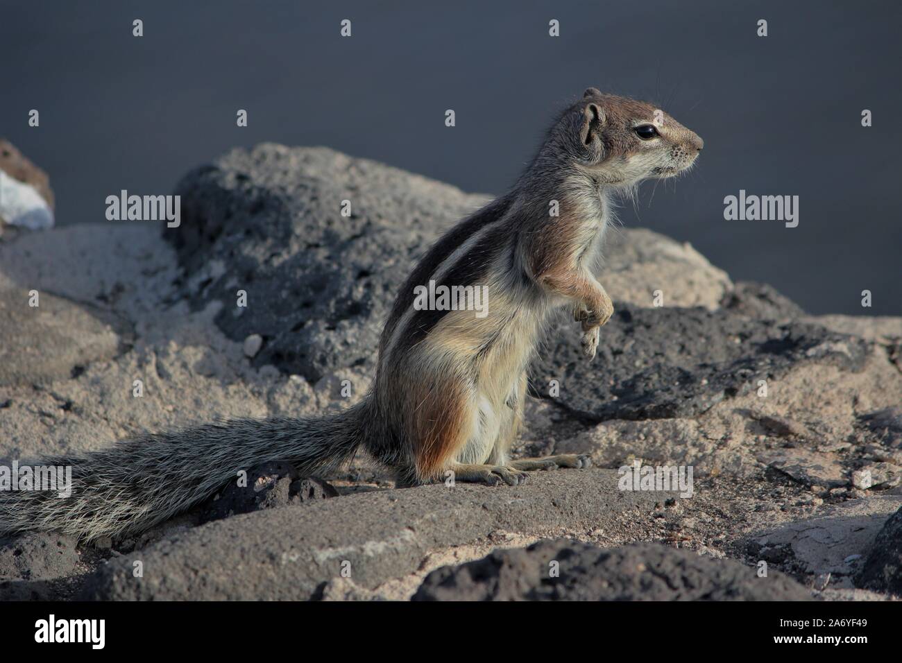 Barbary Erdhörnchen (Atlantoxerus Getulus) in der Nähe von Caleta de Fuste, Fuerteventura, Spanien Stockfoto