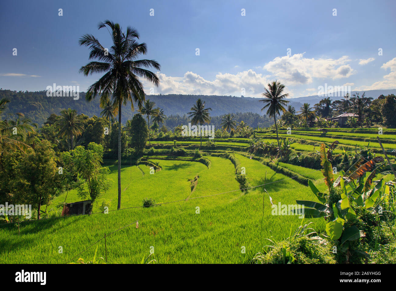 Indonesien, Bali, Mittelgebirge, Munduk, Reisfelder und Berge Landschaft rund um das beliebte Wanderziel von Munduk Stockfoto