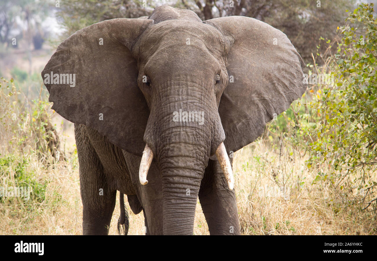 Elefant Profil. In den Tarangire Nationalpark in Tansania auf Safari. Stockfoto