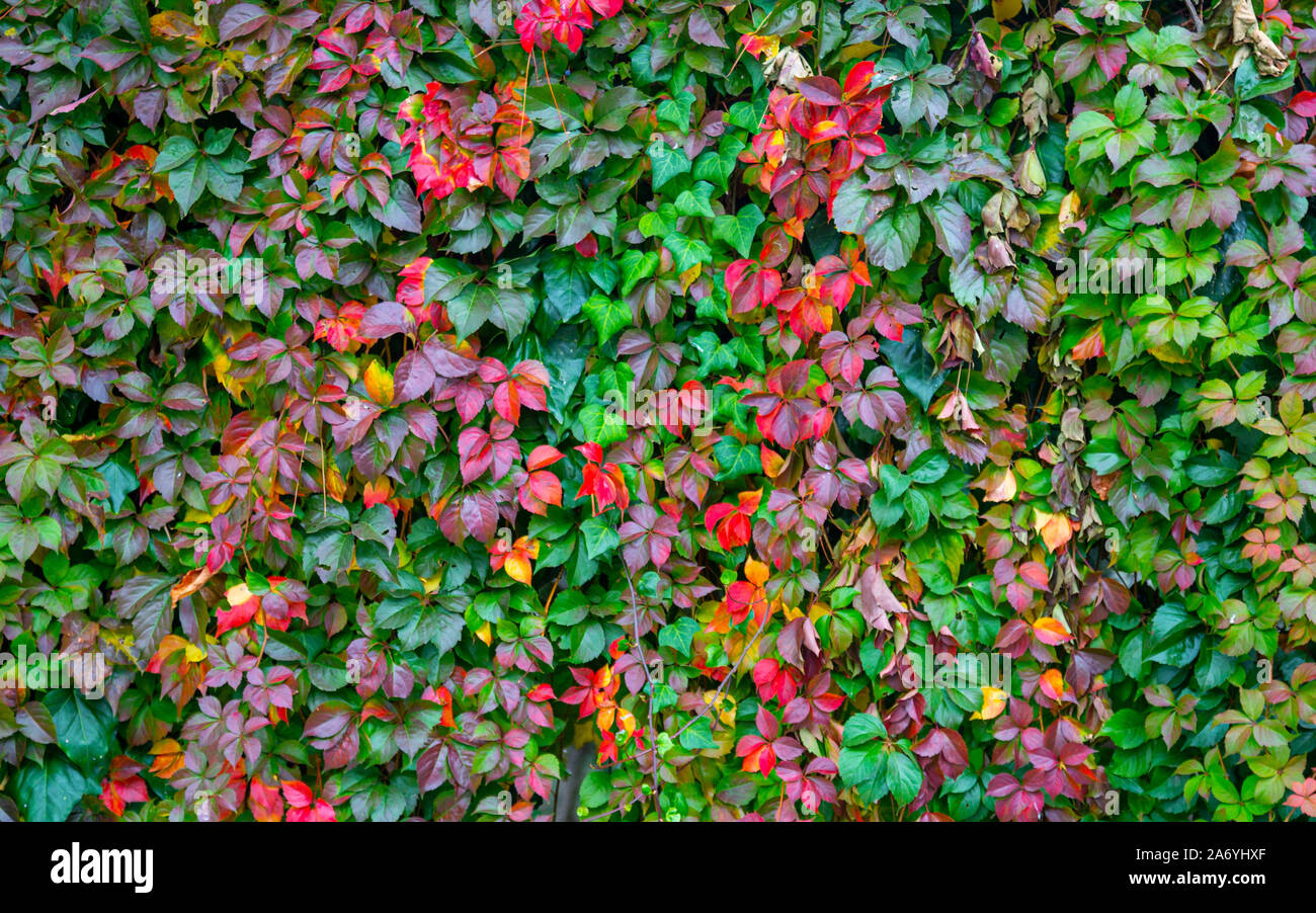 Bunte Herbst Blätter. Grün, Gelb, Rot, Orange Schattierungen treibt. Hintergrund Stockfoto