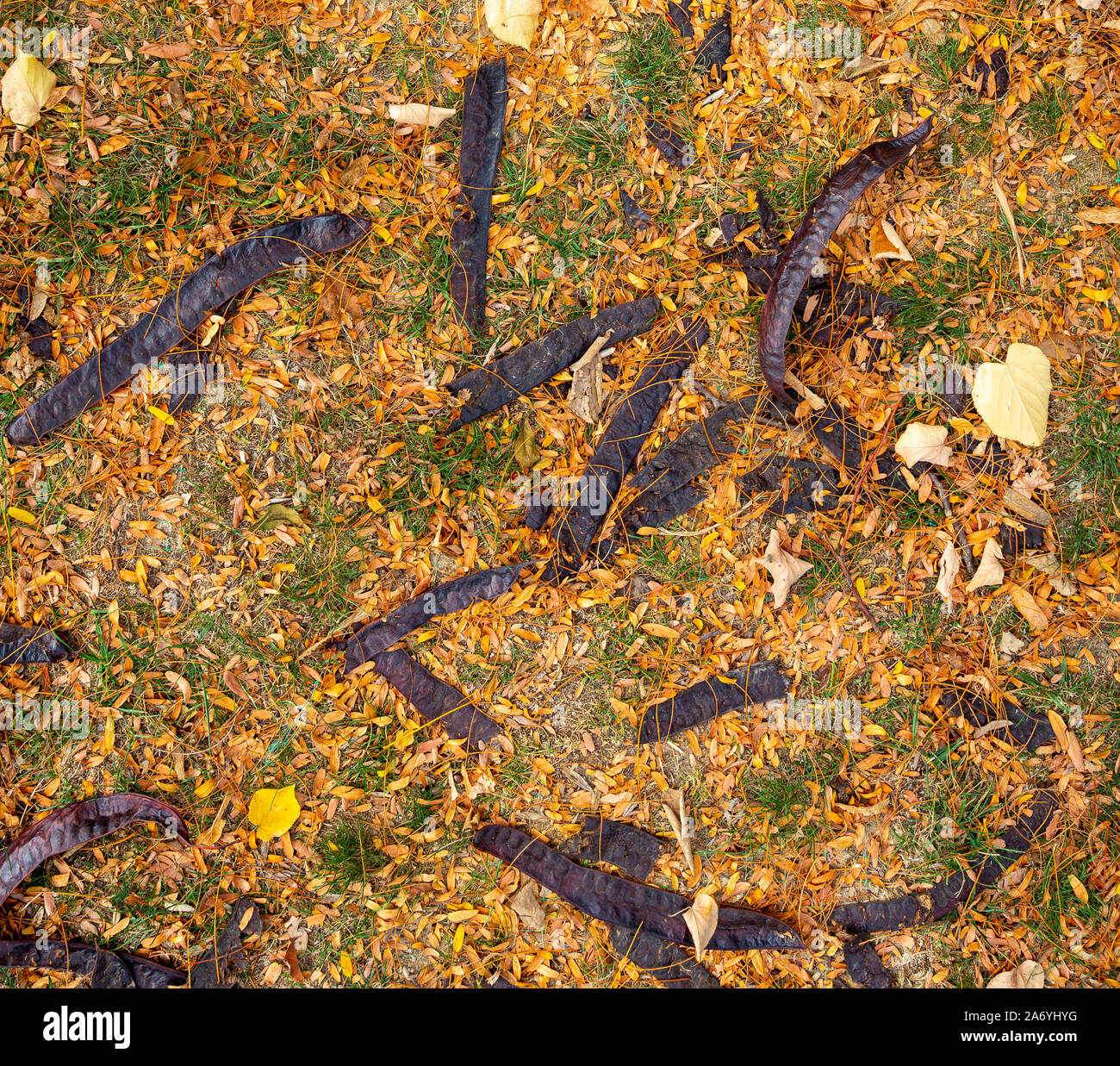 Gledicia 3-gelappten, oder Gledicia vulgaris (lateinisch Gleditsia triacanthos) - eine Gattung von Bäumen aus der Gattung Gleditsia (gleditsia) Familie der Leguminosen ( Stockfoto