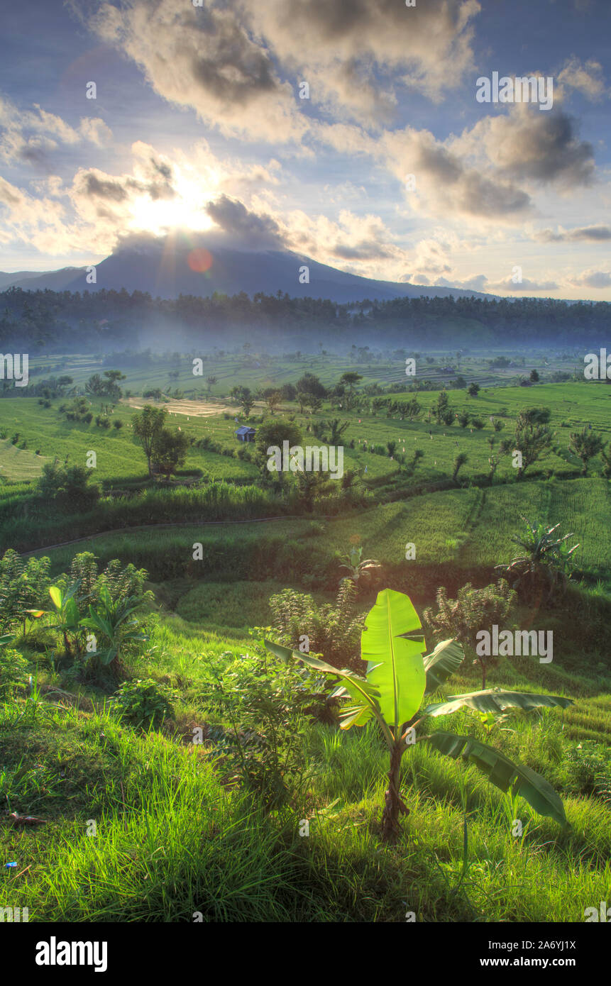 Indonesien, Bali, Tirta Gangga, Reisterrassen mit Gunung Lempuyang und Gunung Seraya im Hintergrund Stockfoto