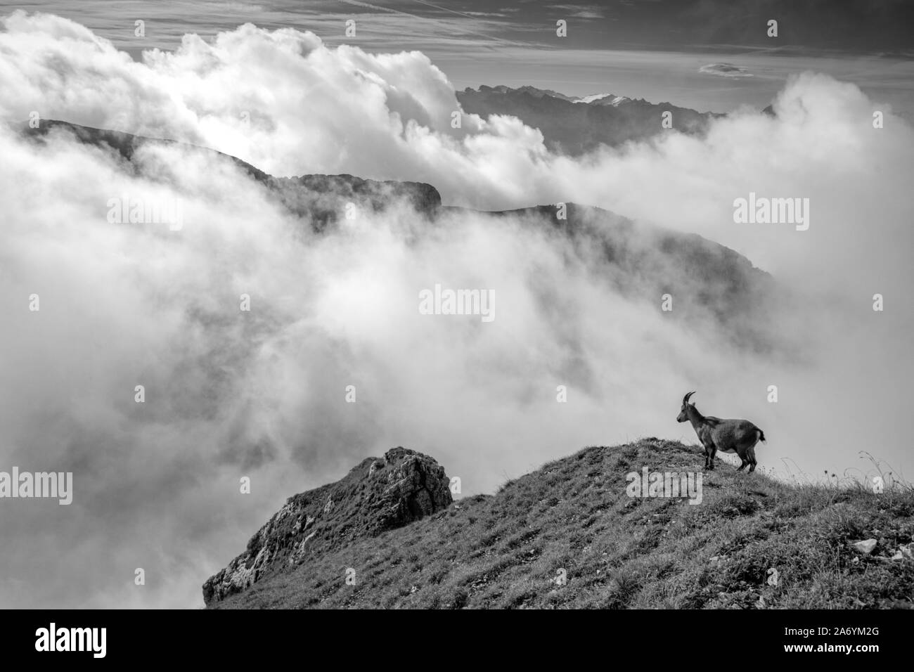 Schweiz, Luzern, den Pilatus, Steinböcke, Capra ibex, Stockfoto