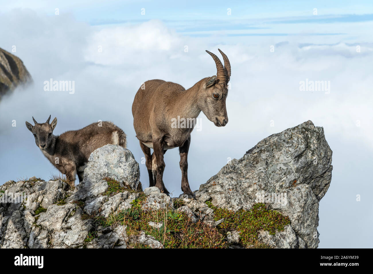 Schweiz, Luzern, den Pilatus, Steinböcke, Capra ibex Stockfoto