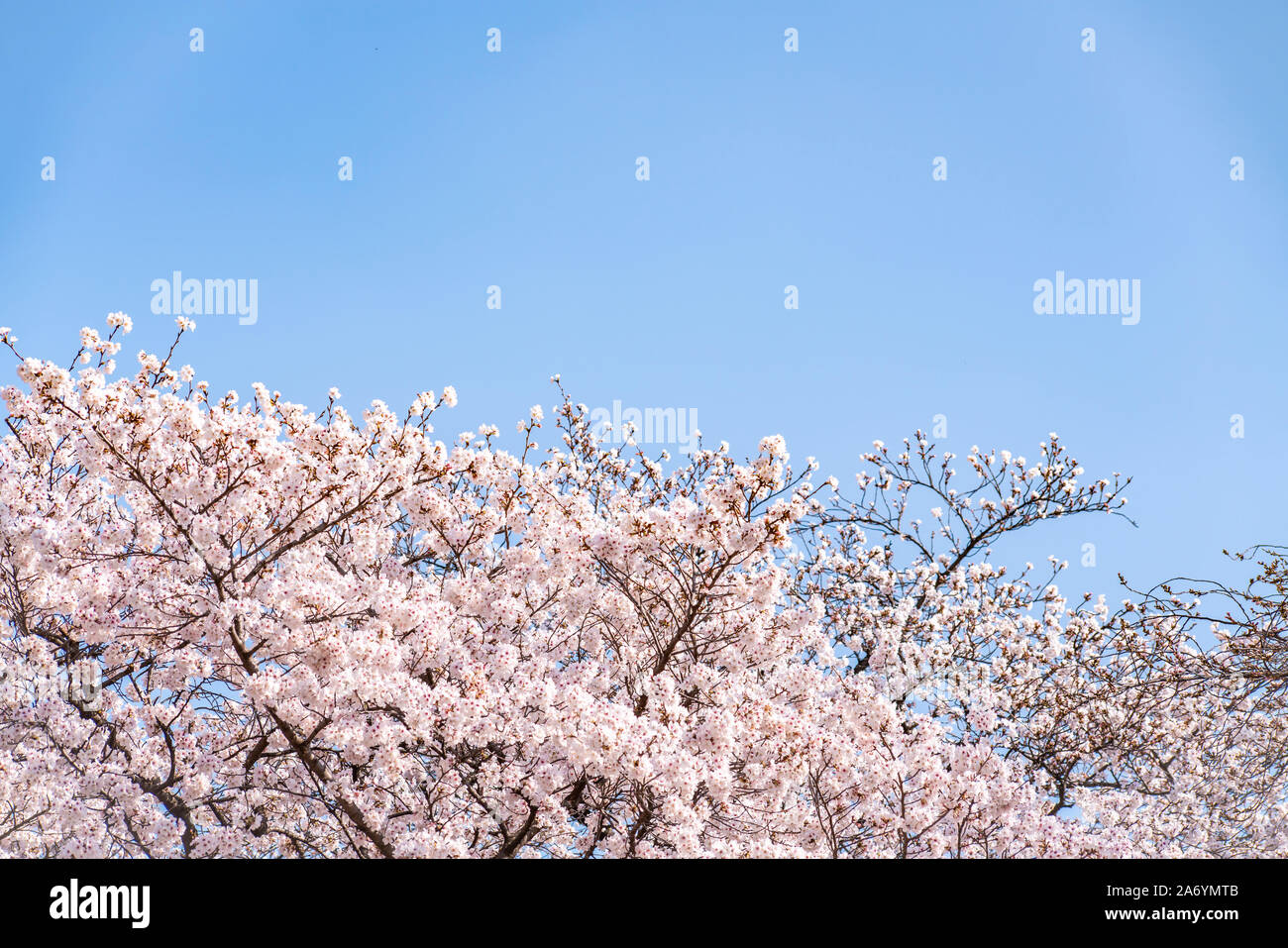 Die Kirschblüte (Sakura) mit Vögeln unter dem blauen Himmel in der Shinjuku Gyo-en Park in Tokio in Japan. Ein guter Platz für die Berufung im Frühjahr. Stockfoto