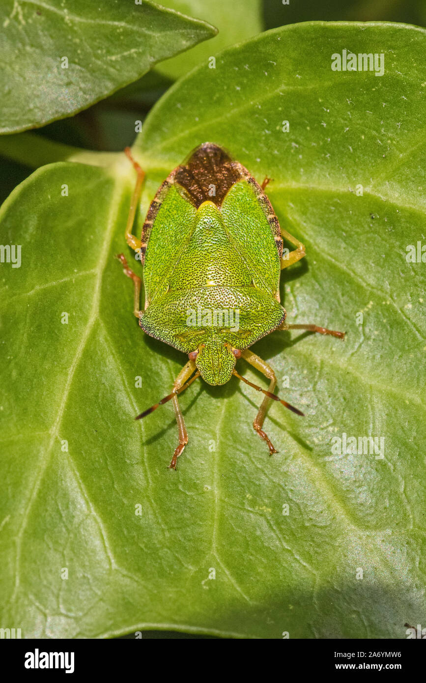Green Shieldbug, (Palomena prasina,). Auf ivy Leaf getarnt. Stockfoto