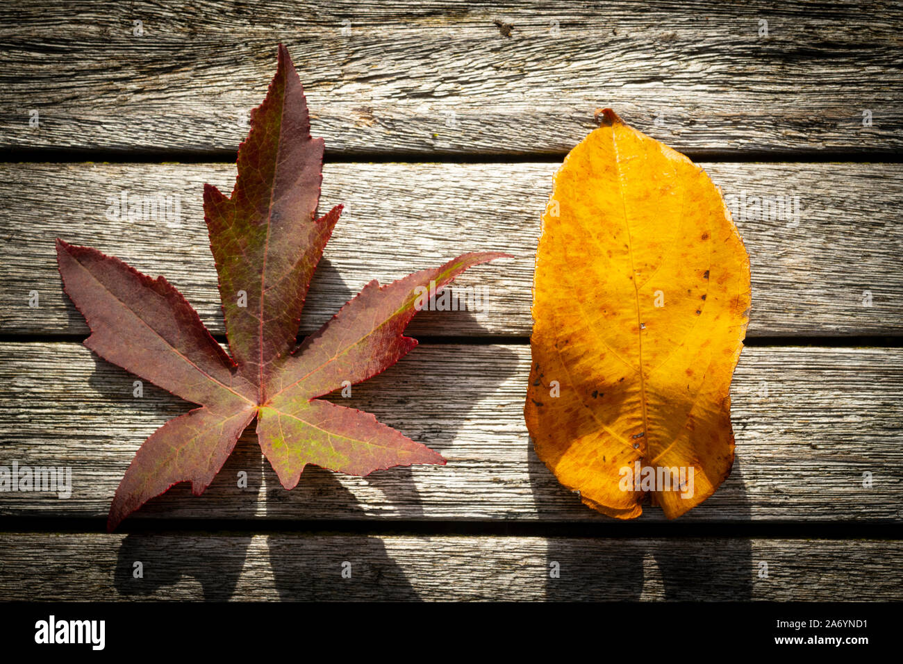 Blätter im Herbst. Red Maple Leaf und Baby Kiwi Blatt auf einem rustikalen Holztisch Stockfoto